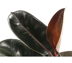 Gummibaum - Ficus elastica 'Abidjan'