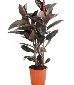 Gummibaum - Ficus elastica 'Abidjan'