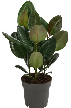 Gummibaum - Ficus elastica 'Robusta'