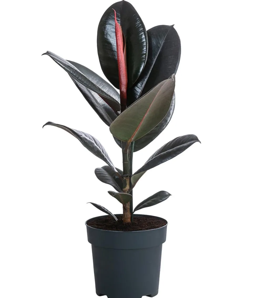 Gummibaum - Ficus elastica 'Abidjan'