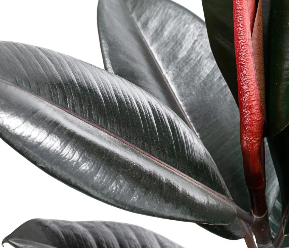 Gummibaum - Ficus elastica 'Abidjan'