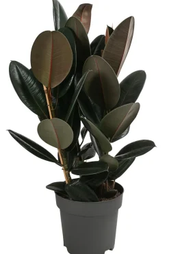 Gummibaum - Ficus elastica 'Abidjan'