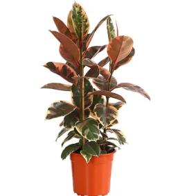 Gummibaum - Ficus elastica 'Belize'