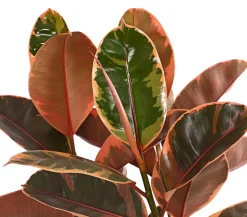 Gummibaum - Ficus elastica 'Belize'