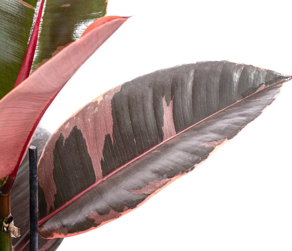Gummibaum - Ficus elastica 'Belize'