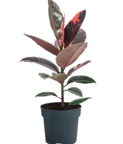 Gummibaum - Ficus elastica 'Belize'