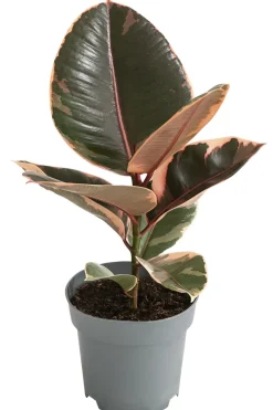 Gummibaum - Ficus elastica 'Belize'