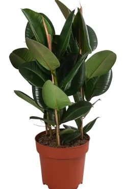 Gummibaum - Ficus elastica 'Robusta'