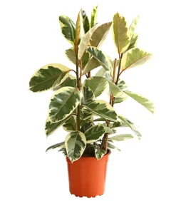 Gummibaum - Ficus elastica 'Tineke'