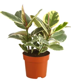 Gummibaum - Ficus elastica 'Tineke'