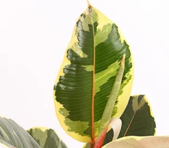 Gummibaum - Ficus elastica 'Tineke'