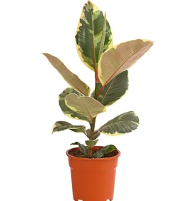 Gummibaum - Ficus elastica 'Tineke'
