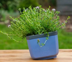 Gusta Garden Kräutertopf Herbs Buddy, ca. B16/H14/T14 cm, 3er-Set