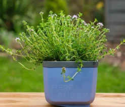 Gusta Garden Kräutertöpfe Herbs Buddy, ca. B19/H14,3/T13,6 cm, 3er-Set