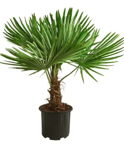 Hanfpalme