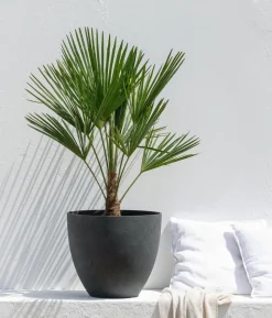 Hanfpalme