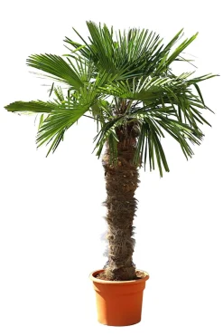 Hanfpalme