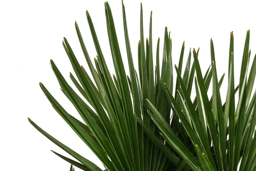Hanfpalme, Multistamm
