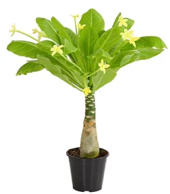 Hawaiipalme - Brighamia insignis