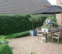 Hecke am laufenden Meter® 'Woerneri' - Efeu, ca. 180 cm