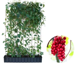 Hecke am laufenden Meter® Chinesisches Spaltkörbchen, ca. 160-180 cm