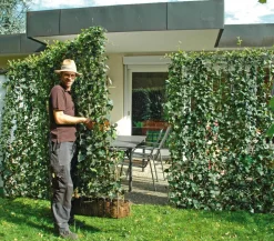 Hecke am laufenden Meter® Balkonhecke - Efeu, ca. 130 cm