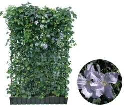 Hecke am laufenden Meter® Color - Efeu mit Clematis, ca. 180 cm