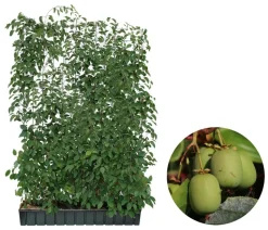 Hecke am laufenden Meter® Genuss - Traubenkiwi, ca. 180 cm
