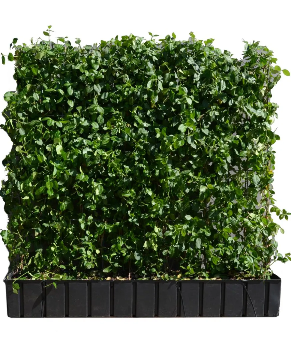 Hecke am laufenden Meter® Kletternder Spindelstrauch 'Coloratus', ca. 100 cm