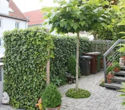 Hecke am laufenden Meter® 'Woerneri' - Efeu, ca. 100 cm