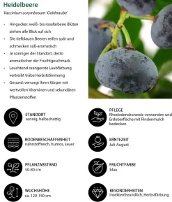 Heidelbeere 'Goldtraube'