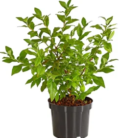 Heidelbeere 'Hortblue Petite®'
