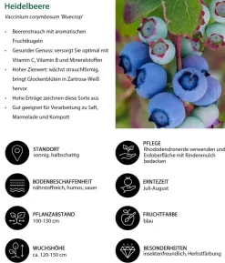 Heidelbeer-Set Blaubeer-Genuss, 3-teilig