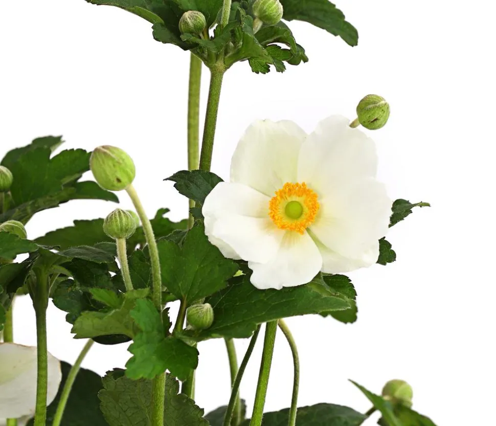 Herbst-Anemone, verschiedene Sorten