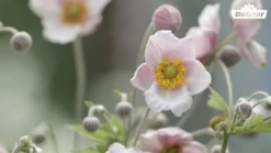 Herbst-Anemone, verschiedene Sorten