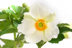 Herbst-Anemone, verschiedene Sorten