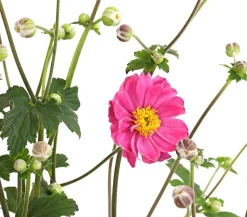 Herbst-Anemone, verschiedene Sorten