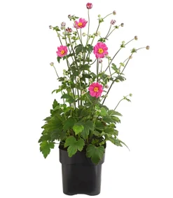 Herbst-Anemone, verschiedene Sorten