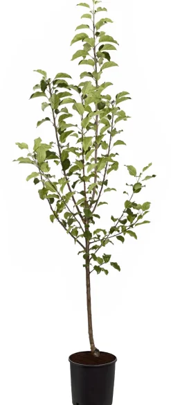 Herbstapfel 'Rubinola'