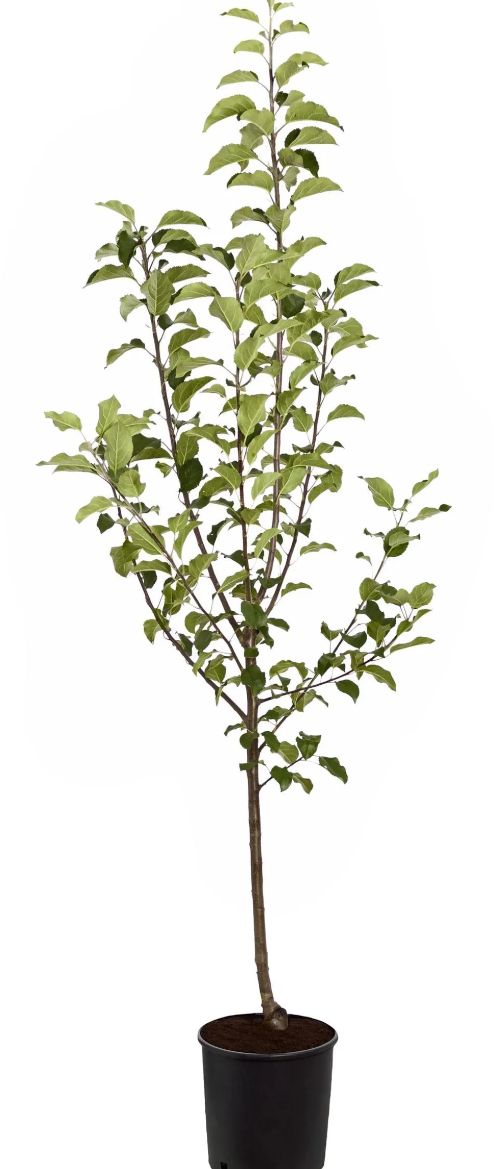 Herbstapfel 'Rubinola'