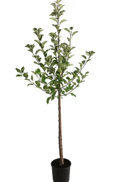 Herbstapfel 'Elstar'