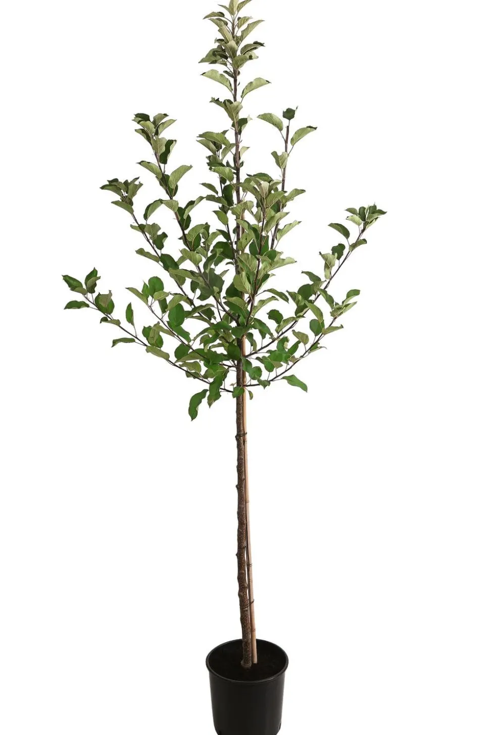 Herbstapfel 'Elstar'