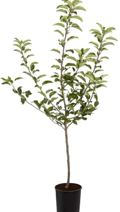 Herbstapfel 'Gala'