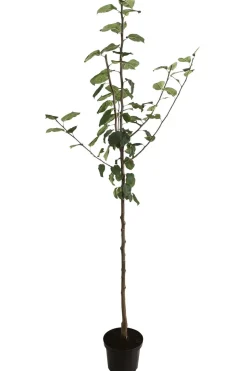 Herbstapfel 'Jakob Fischer'
