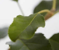 Herbstapfel 'Topaz'