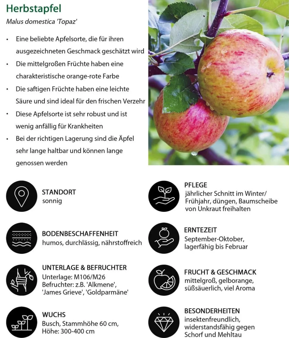 Herbstapfel 'Topaz'