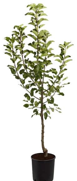 Herbstapfel 'Topaz'