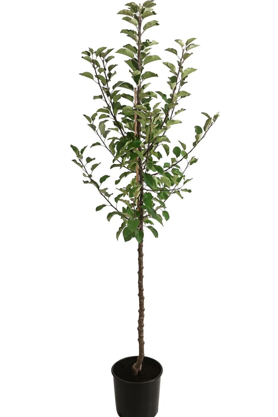 Herbstapfel 'Topaz'