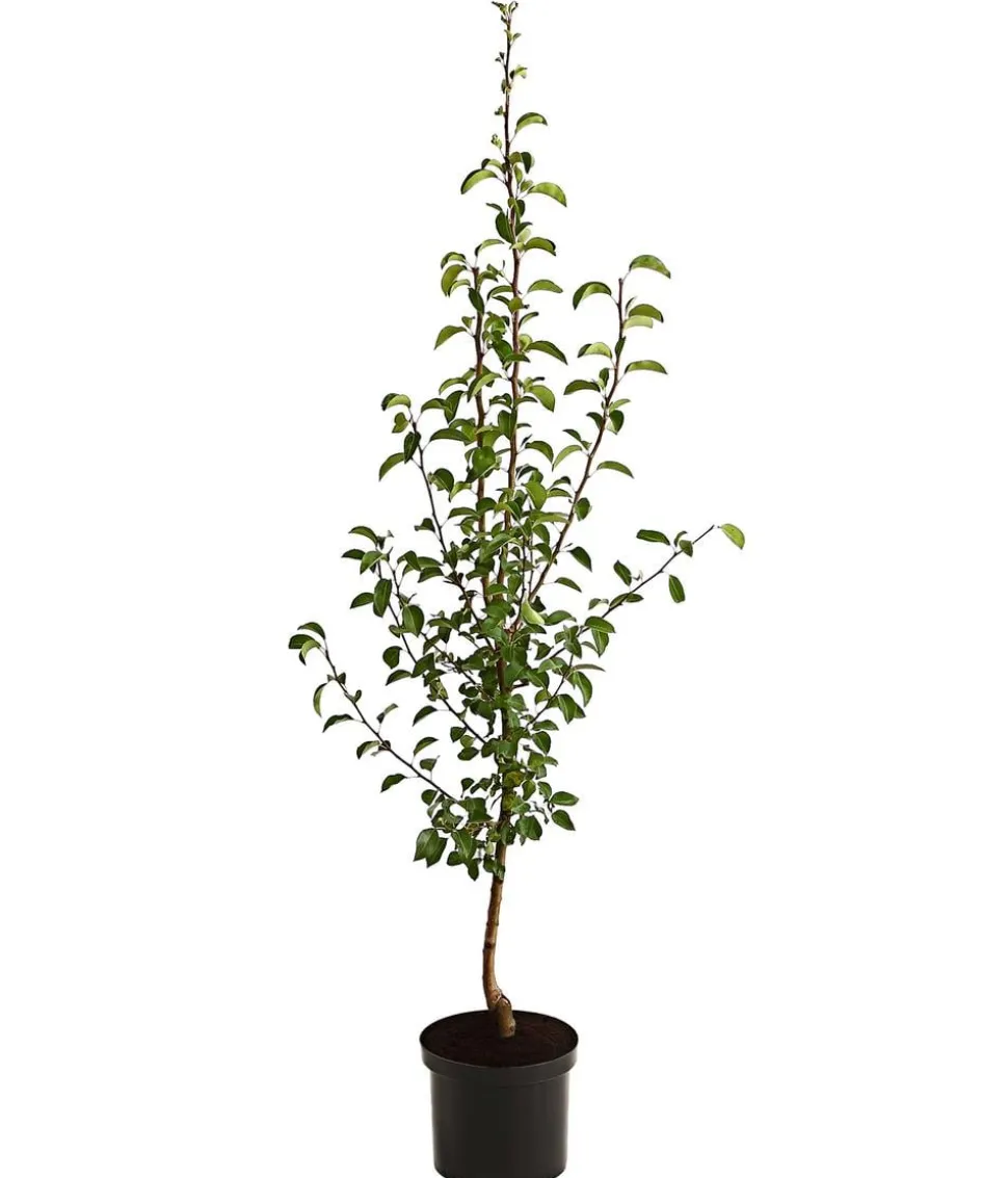 Herbstbirne 'Vereinsdechant'