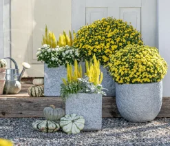 Herbst-Chrysantheme